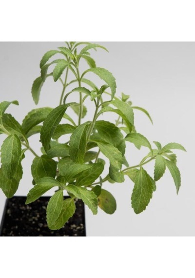 Saksılık Stevia Tohumu Ekim Seti 5 Tohum Şekerotu Tohumu Saksı Toprak Kombin