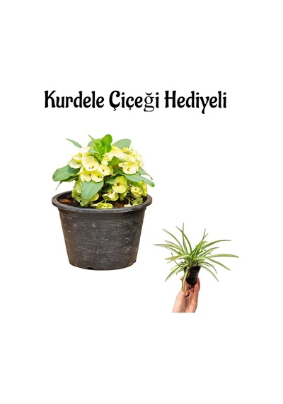 Kadınlar Gününe Özel Sarı Renk Milii Dikenler Tacı Çiçeği Kurdele Çiçeği Hediyeli