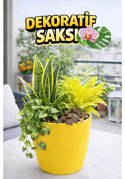 Orkide Saksısı Sarı Dekoratif Dış Saksı 1 Adet- 12 Pot Şeffaf Orkide Üretim Saksısı Hediyeli