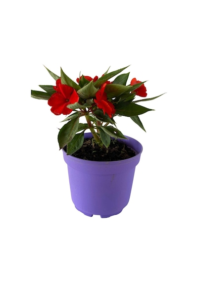 Videolu Cam Güzeli Çiçeği Kırmızı-beyaz 2 Adet Saksılı 10-20cm Salon Bitkisi Impatiens Walleriana