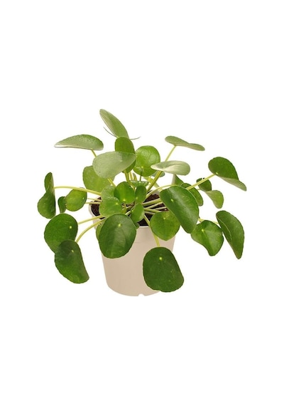 Çin Para Çiçeği Ağacı 10-20 Cm Pilea Peperomioides