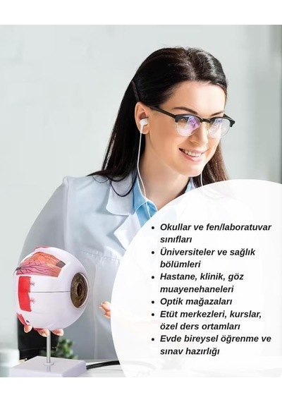 Temel 3 Boyutlu Anatomik Göz Modeli, Çıkarılabilir Parçalı Göz Küresi Maketi, Stantlı Eğitim Modeli