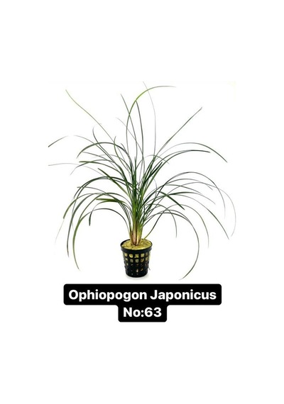 Ophiopogon Japonicus No:63