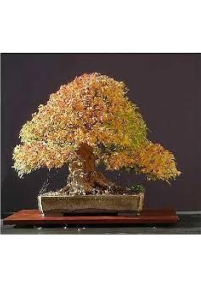 Nadir Ithal Bodur Flamingo Bonsai Ağacı Tohumu Ekim Seti 5 Tohum Saksı Toprak Kombin