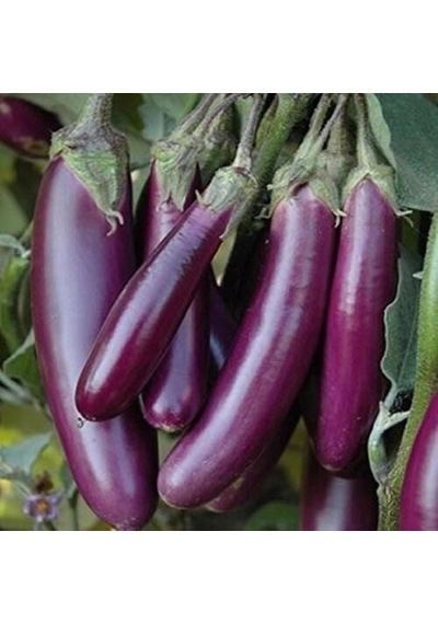 Doğal Long Purple Patlıcan Tohumu 50 Tohum 1 Paket