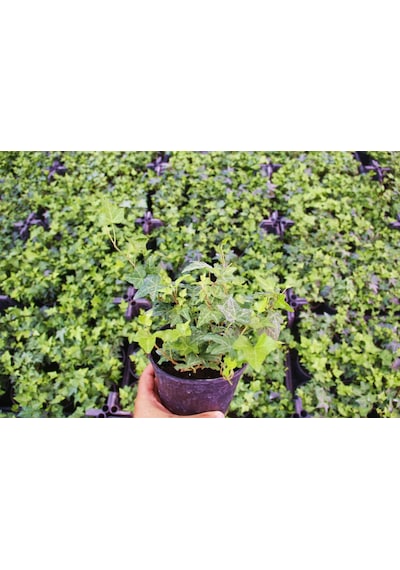 Küçük Yapraklı Hedera Sarmaşık 10 Adet N11.21341