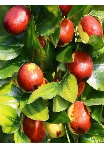 Özel Hünnap Fidanı 80-110 Cm Saksılı Çiçekli Bodur Bitkiler Medlar