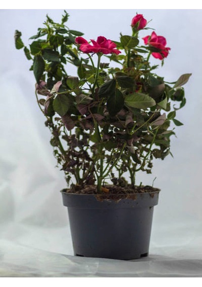 Yediveren Eflatun Gül Fidanı 50 80 Cm Saksılı Aşılı Gül LRose