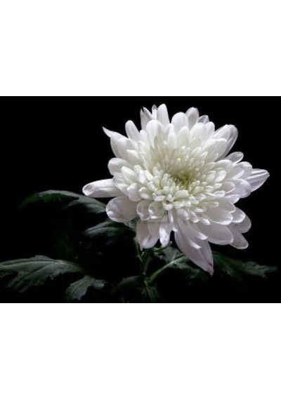 Kasımpatı Krizantem Chrysanthemum Beyaz 10 Adet