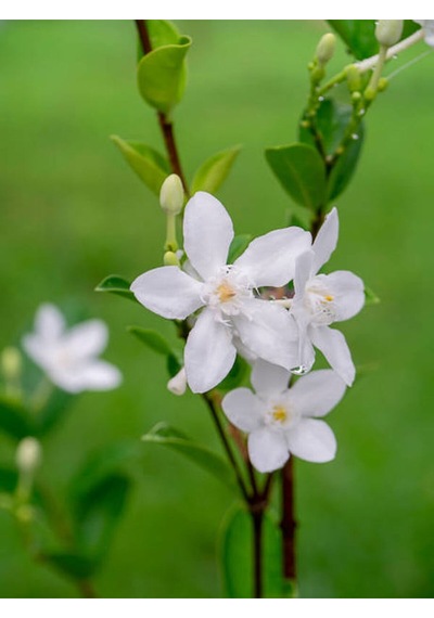 Videolu Şahane Kokulu 1 Adet Beyaz Ful Yasemin Fidanı 60-120cm Saksılı White Jasmine