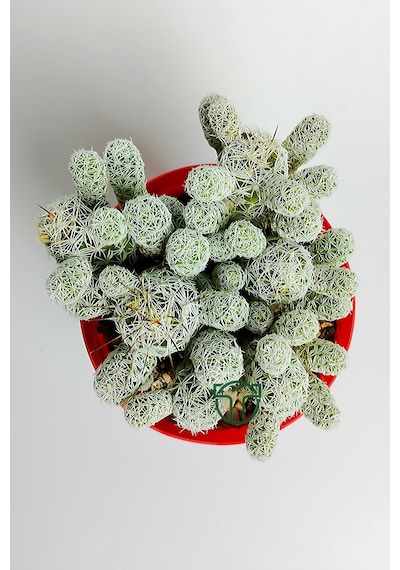 Dantel Kaktüs Beyaz Nadir Mammillaria Gracilis Fragilis Özel Tür