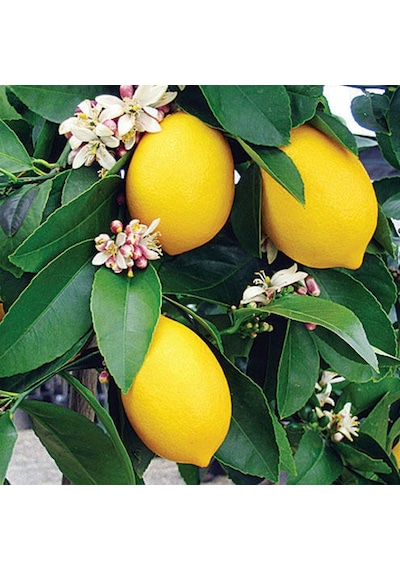 Yediveren Limon Fidanı