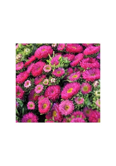 Pembe Kasımpatı Çiçeği Tohumu - 5 Tohum