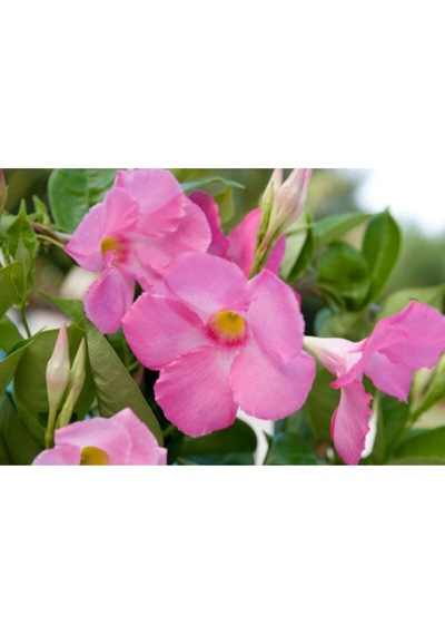 Videolu 1 Adet Pembe Mandavilla Sarmaşığı Çiçeği 40-60 Cm Tüplü Iç Mekan Bitkileri