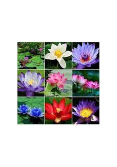 15 Adet Tohum Karışık Renkli Kutsal Lotus Çiçeği Tohumu Su Zambağı Nilüfer Çiçek Tohumu Sürpriz Hedi