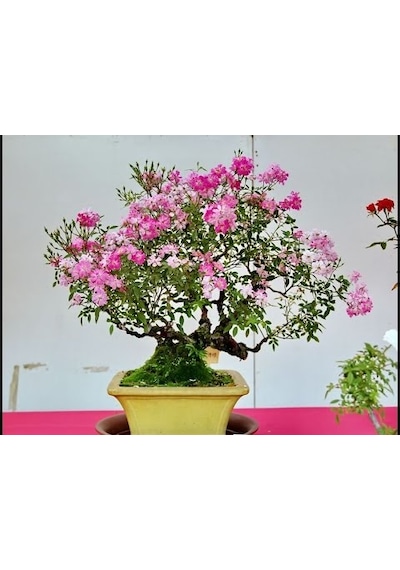 Pembe Gül Bonzai Ağacı Tohumu 5 Tohum + Tohum