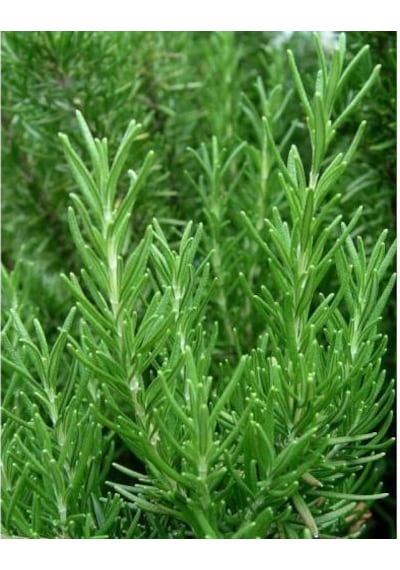 Biberiye Rosmarinus - Kokulu Aromatik Bitki 10 Adet