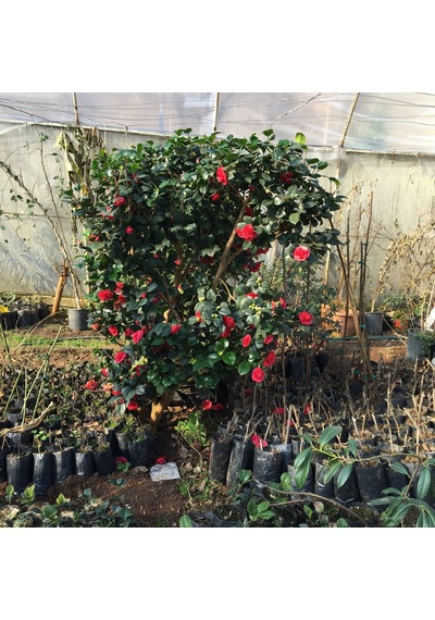 Kamelya Çiçeği - Camelia Japonica Kırmızı