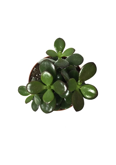Crassula Ovata 'Minor' (Sukulent) Ø8,5 CM Y10-15 CM