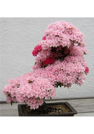 10 Adet Tohum Nadir Bulunan Japon Sakura Ağacı Bonsai Prunus Serrulata Ağacı Ekim Kiti Saksı Toprak