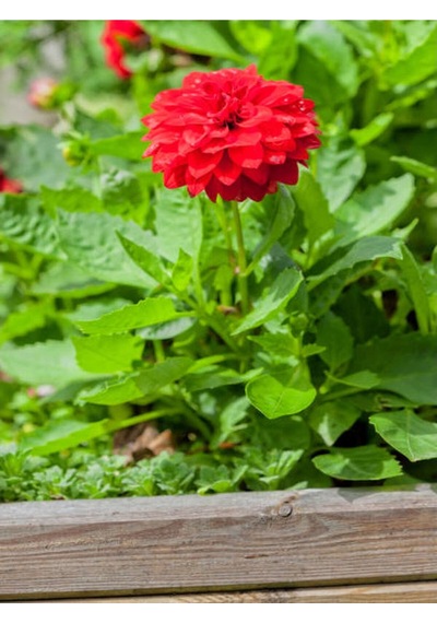 Kırmızı Dahlia Yıldız Çiçeği Fidanı 1 Adet Saksılı 20- 40 Cm Iç/dış Mekan Bitkisi Dahlia