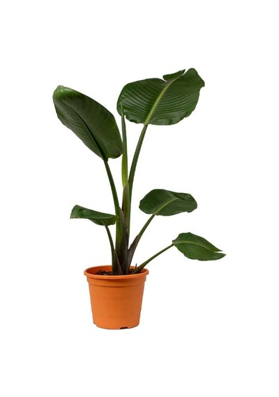 Orta Boy Starliçe Üretim Saksılı Strelitzia 50-70cm Salon Çiçeği