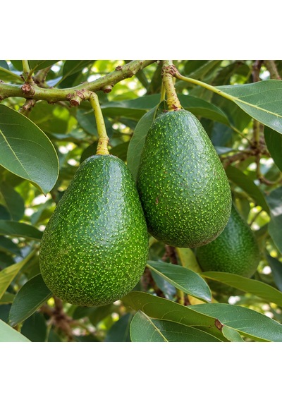 Avokado 24 Adet 250 Gr Üstü