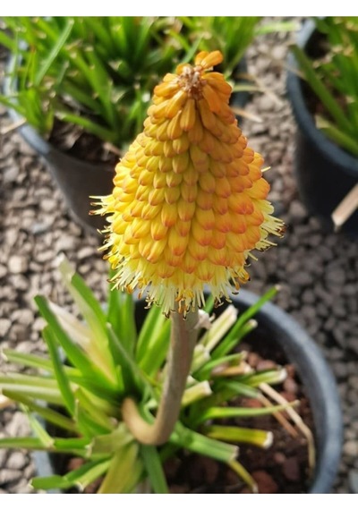 Fener Çiçeği Tohumu Kniphofia Uvaria Tohumu Ekim Seti 10 Adet Tohum + Saksı + Toprak