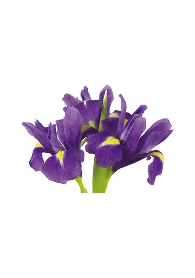 10 (ON) ADET İTHAL İRİS ÇİÇEĞİ SOĞANI MOR RENK (PURPLE SENSATİON)