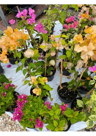 Sarı Begonvil 90 110 Cm 1 Adet Saksılı/ Tüplü Çiçekli Dış Mekan Bitkisi Bougainvillea
