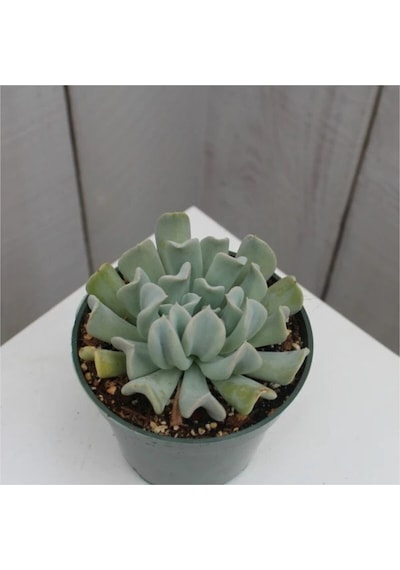 Echeveria Runyonii Topsy Turvy Sukulent Bitki