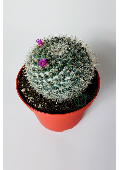 Yaşlı Kadın Kaktüsü Mammillaria Hahniana Kolay Bakım