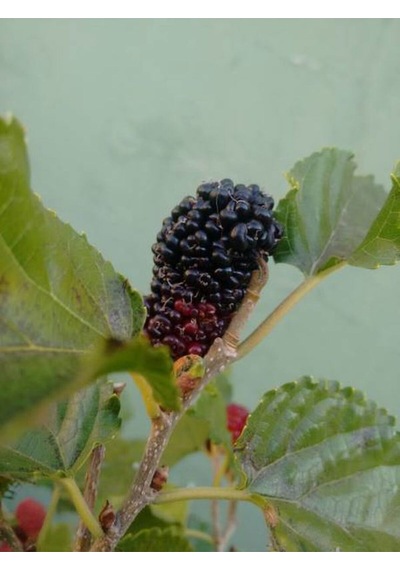 Videolu Ters Paraşüt Dut 90 110 Cm 1 Adet Tüplü Meyve Ağacı Mulberry Tree