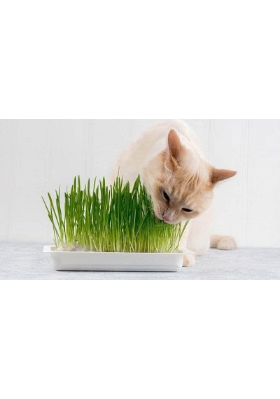 Kedi Çimi Tohumu 50 GRam Tohum Çim Tohumu + Saksı Toprak