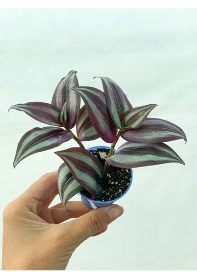 Bordo Telgraf Çiçeği 5.5 Cm Saksıda