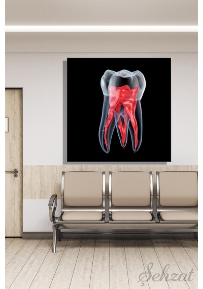 Kare Kanvas Duvar Tablosu Tekli Ağız Diş Sağlığı Dişçi Dental Kök Anatomisi Endodonti Çok Renkli