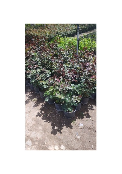 Bayrak Kırmızı Gül Fidanı 10-20 Cm