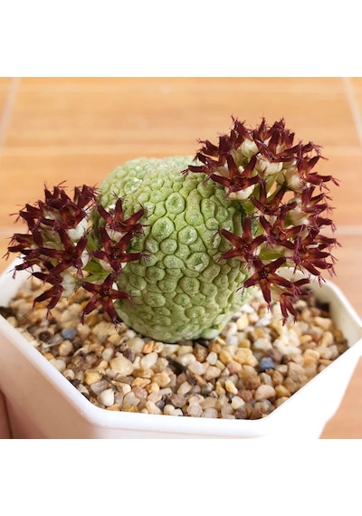 5 Adet Nadir Bulunan Pseudolithos Migiurtinus Pseudolithos Top Tropicals Plant Encyclopedia Kaktüs 01