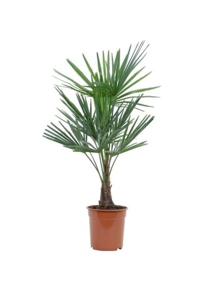 Washingtonia Robusta Palmiye Ağacı Tohumu 3 Tohum +