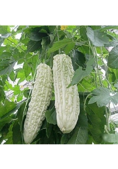 10 Adet White Large Bitter Kavun Tohumu