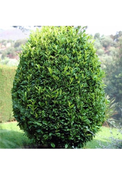 Defne Fidanı 30 - 40 Cm Laurus Nobilis