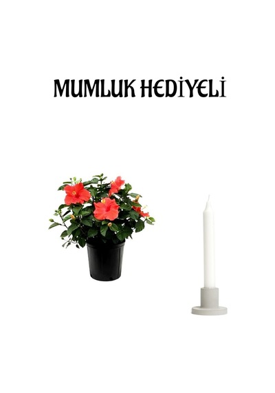 Kadınlar Gününe Özel Kırmızı Renk Japon Gülü Hibiscus Rosa Mumluk Hediyeli
