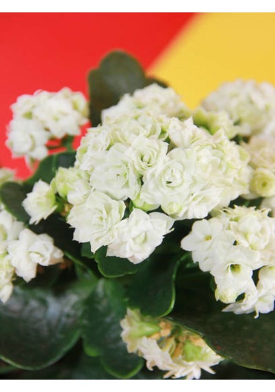 Videolu 1 Adet Beyaz Renk Kalanşo Çiçeği 10-20 Cm Saksılı Çiçekli Bodur Bitkiler Kalanchoe