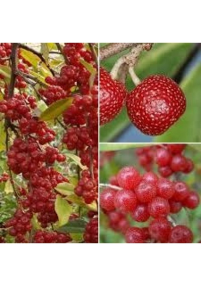 Güz Zeytini Eleagnus Umbellata Fidanı 150 -180 Cm Boyunda Meyve