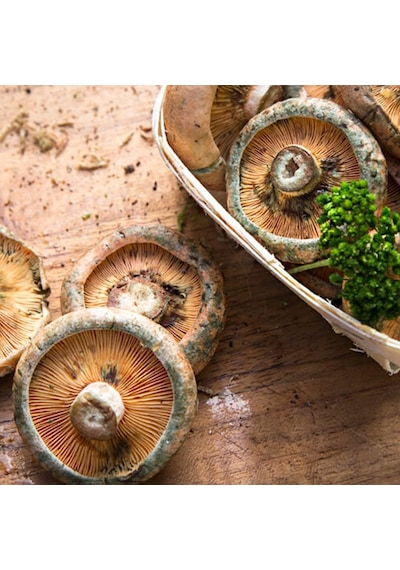 Kanlıca Mantarı Çintar Çam Melki Mantar Tohumu 200gr