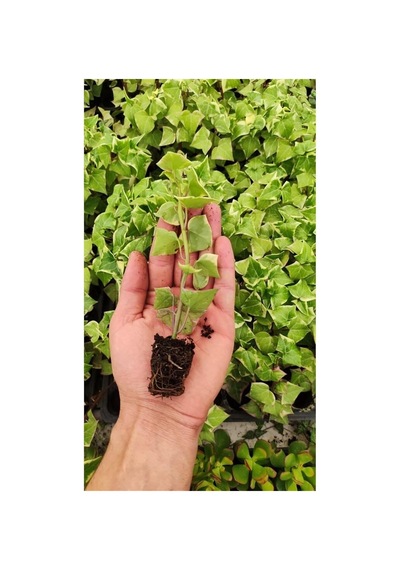 Senecio Macroglossus Ev Sarmaşığı Fidesi, Bts05032025byb50 Diğer