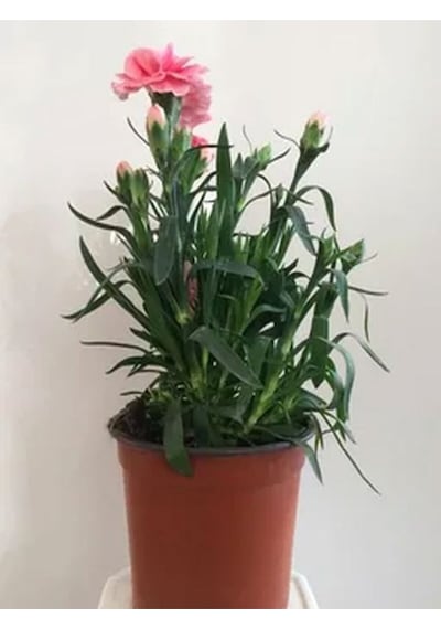 Videolu 1 Adet Pembe Renk Karanfil Çiçeği 15-25 Cm Saksılı Çiçekli Bodur Bitikier Pink Dianthus