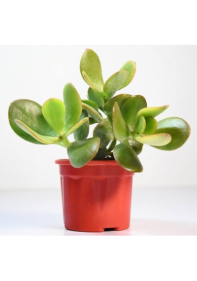 Para Çiçeği Crassula Ovata 5 Adet