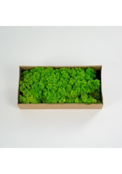 Trend Bahçe Reindeer Moss Spring Green Şoklanmış Norveç Yosunu 500 G