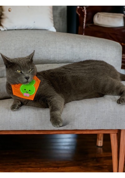 Kemique Green Bunny Kedi Bandana Fular Kedi Kıyafeti